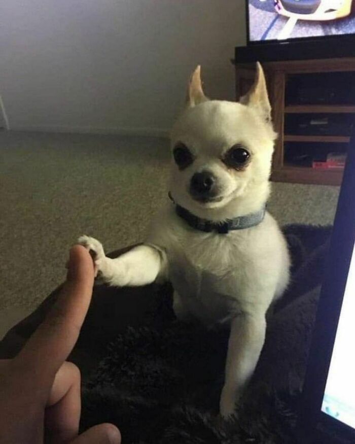 Hilarious-Animal-Pics