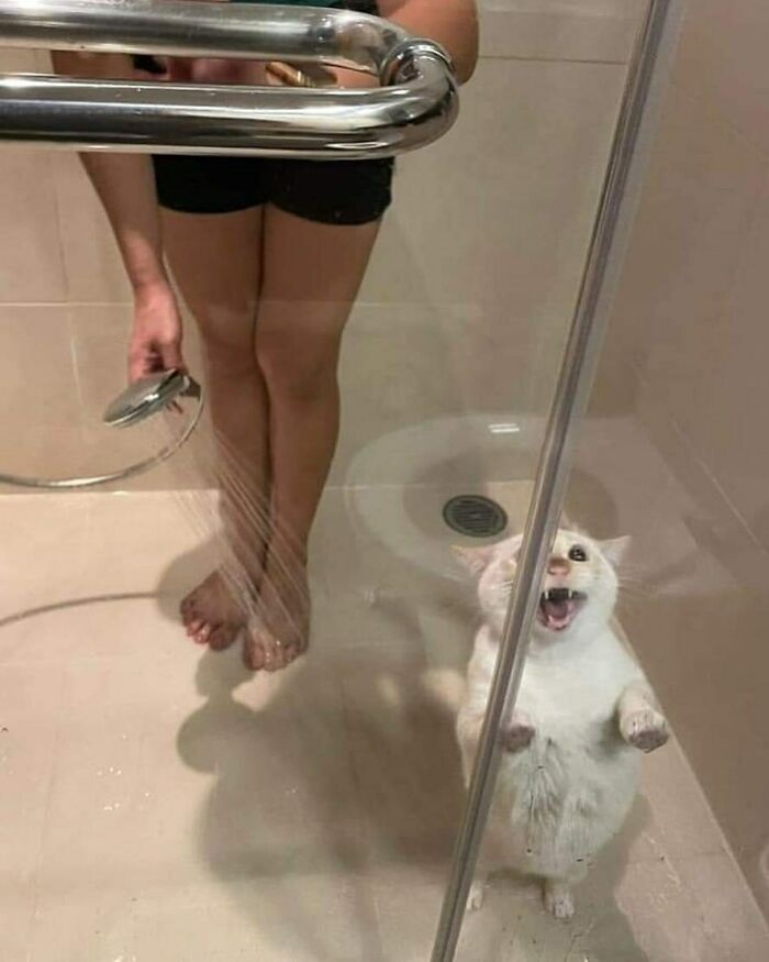 Hilarious-Animal-Pics