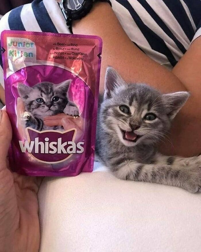 Hilarious-Animal-Pics