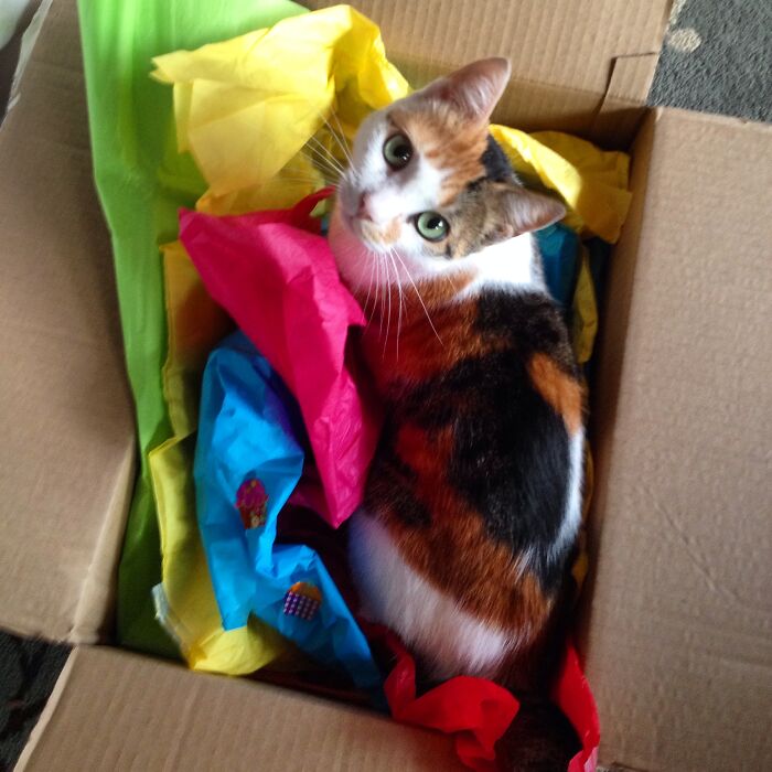 My Sweet, Adorable Zoe. My Favourite Picture Of Her. We Had To Put Her Down In Summer 2022, Due To Health Issues. Did Everything I Could To Save Her, But There Was No Choice. I Still Miss Her Terribly