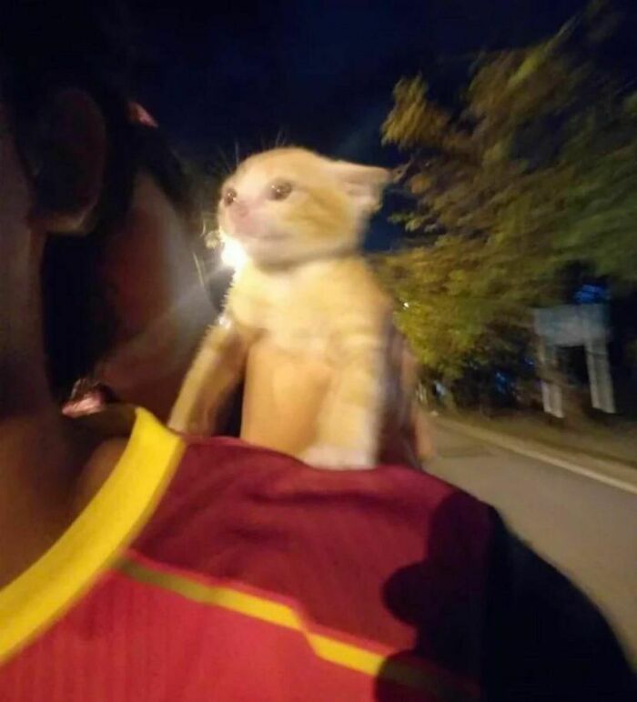 Hilarious-Animal-Pics