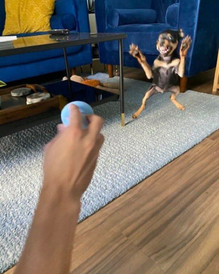 Hilarious-Animal-Pics