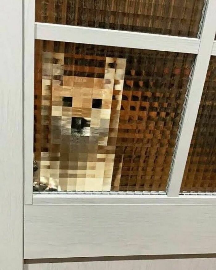 Hilarious-Animal-Pics