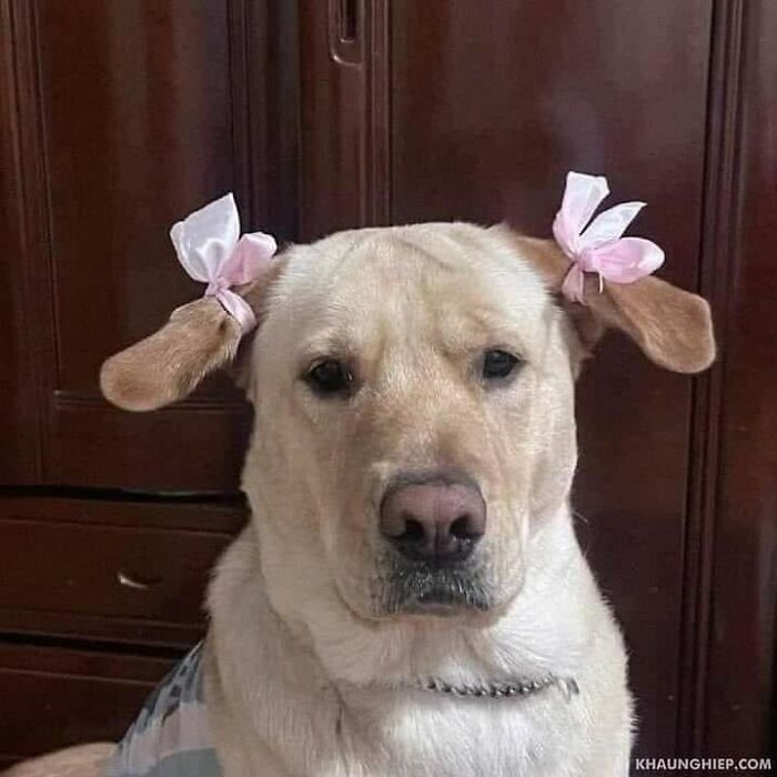 Hilarious-Animal-Pics