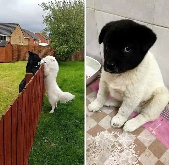 Hilarious-Animal-Pics