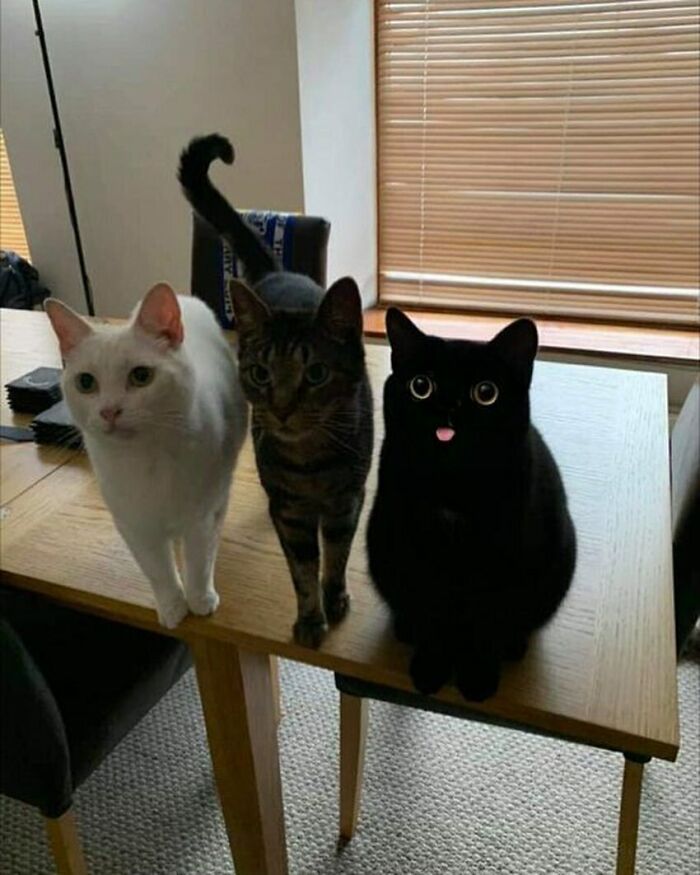 Hilarious-Animal-Pics