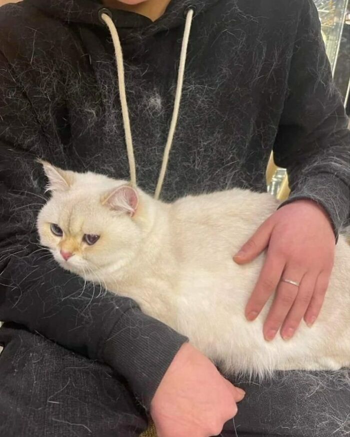 Hilarious-Animal-Pics