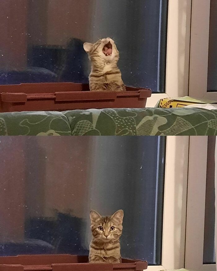 Hilarious-Animal-Pics