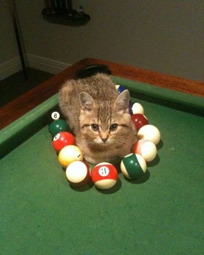 Hilarious-Animal-Pics