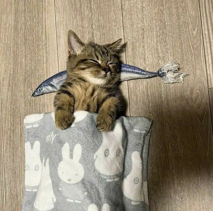 Hilarious-Animal-Pics