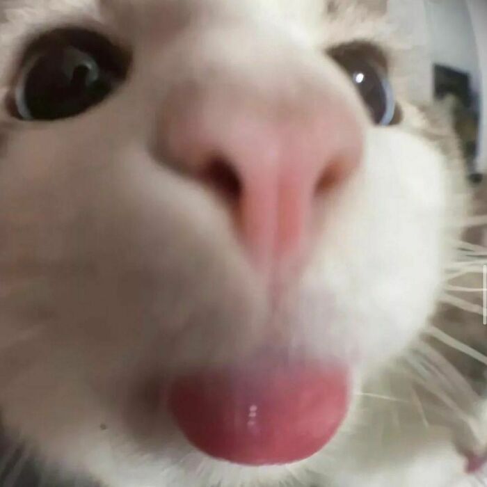 Hilarious-Animal-Pics