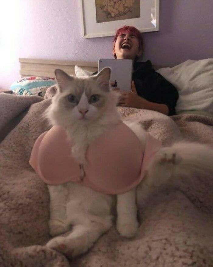 Hilarious-Animal-Pics