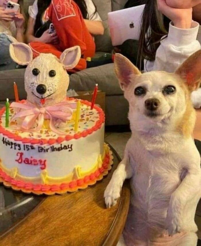 Hilarious-Animal-Pics