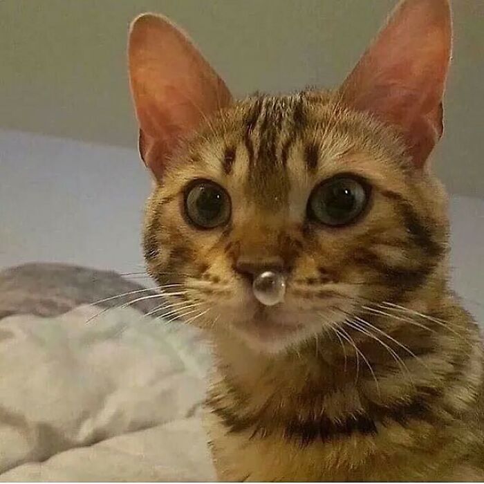 Hilarious-Animal-Pics