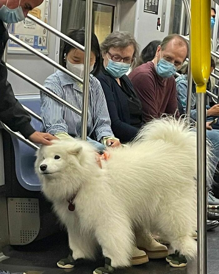 Hilarious-Animal-Pics