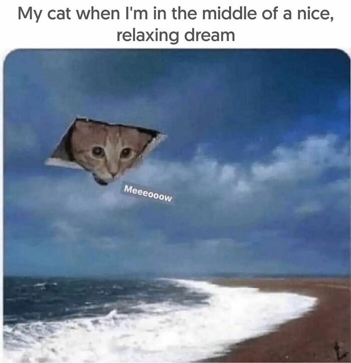 Queen-Of-Sarcasm-Memes