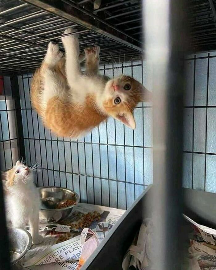 Hilarious-Animal-Pics