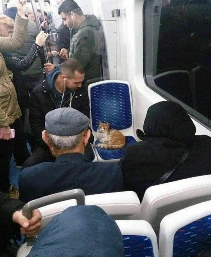 Hilarious-Animal-Pics