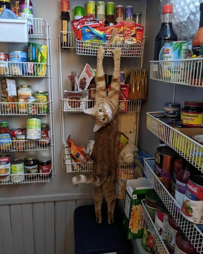 Hilarious-Animal-Pics