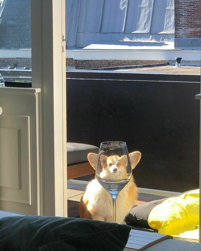 Hilarious-Animal-Pics