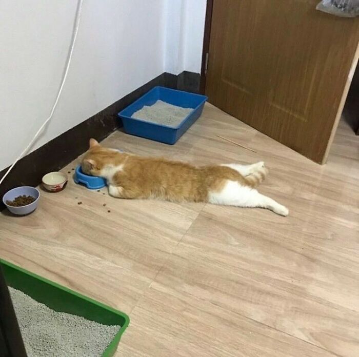 Hilarious-Animal-Pics