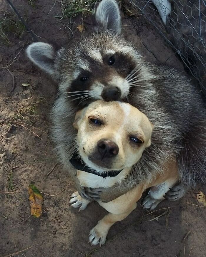 Hilarious-Animal-Pics