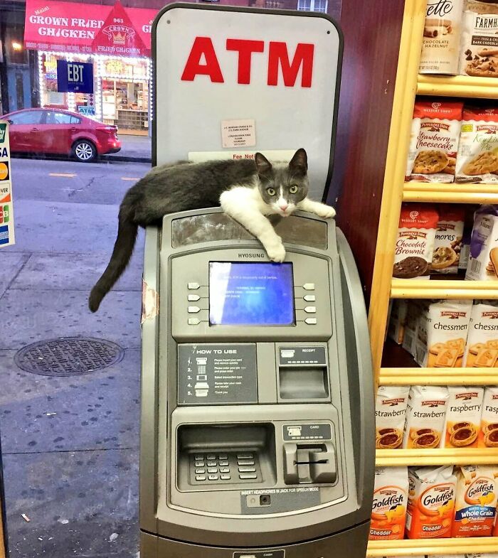 We Capture The Essence Of NYC Through Cute And Funny Photos Of Bodega Cats