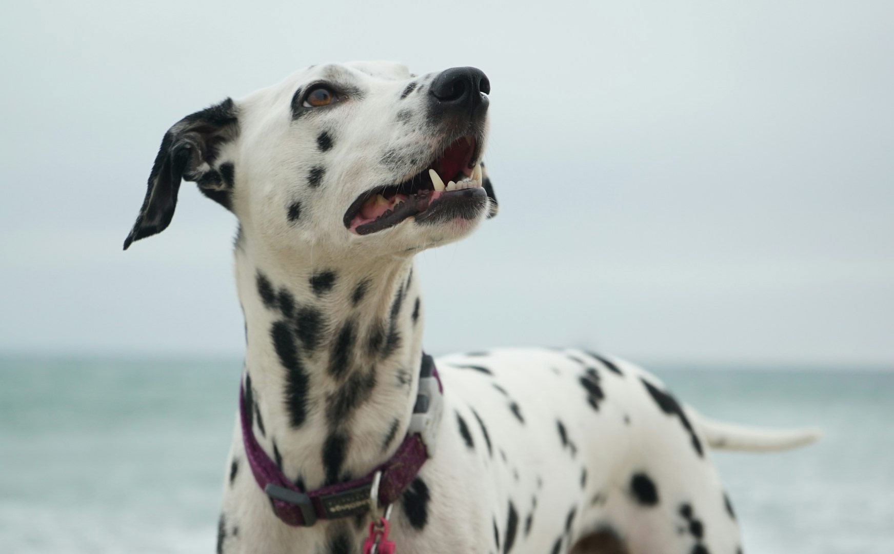 Dalmatian at the beach