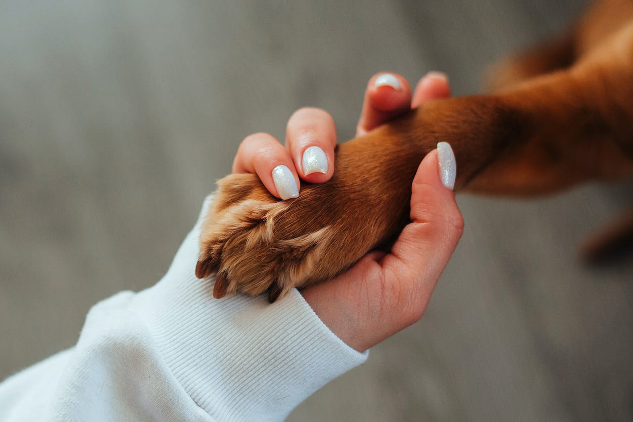 Woman&rsquo;s hand holding a dog paw
