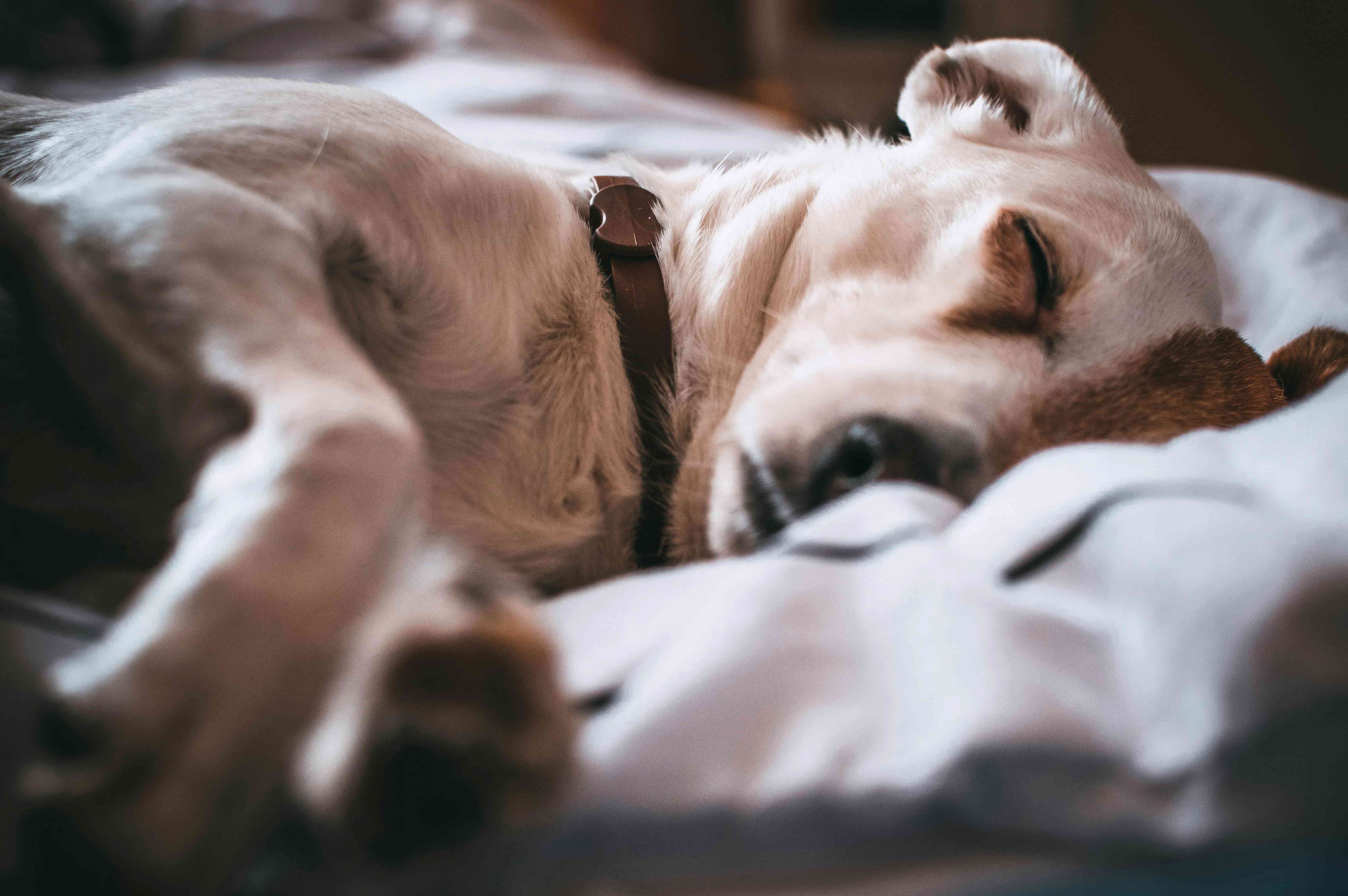 Sleeping dog on a bed, suggesting comfort and safety.