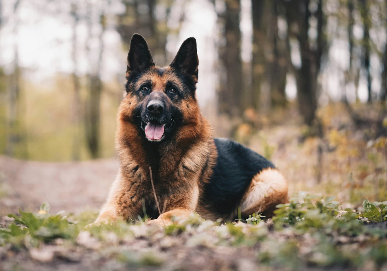 German Shepherd Dog lying down in the forest