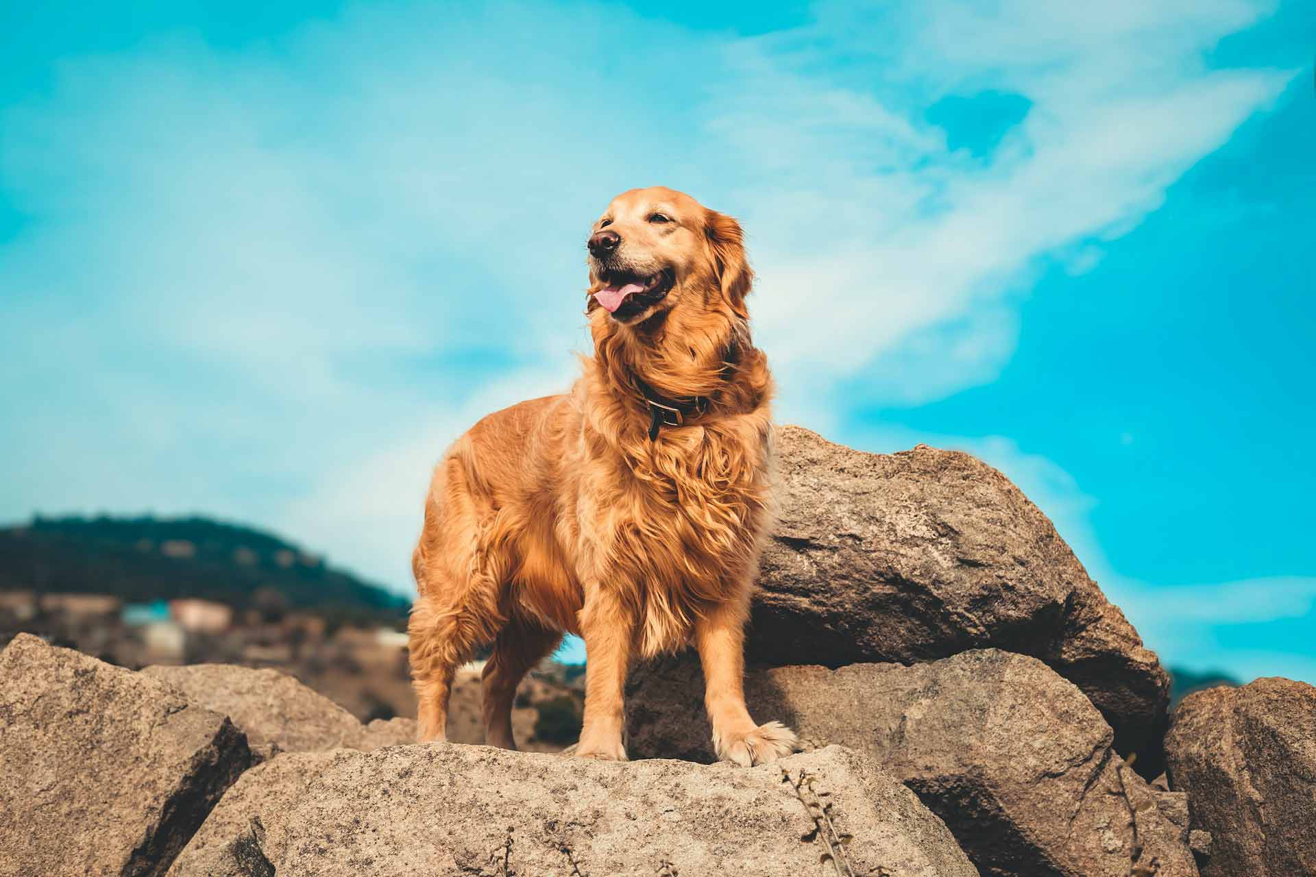 Golden Retriever standing on rocks