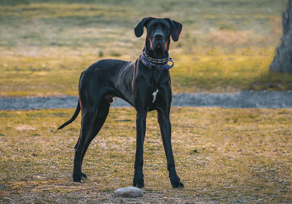Great Dane in nature