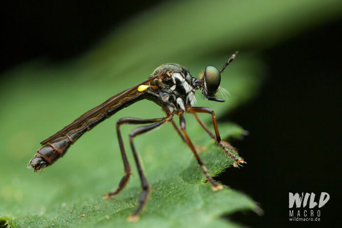 Christian Brokes's Stunning Macro Photography With Godox V1