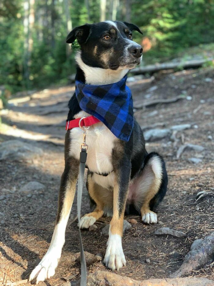 This Is Bear, A Border Collie / Australian Shepherd Mix