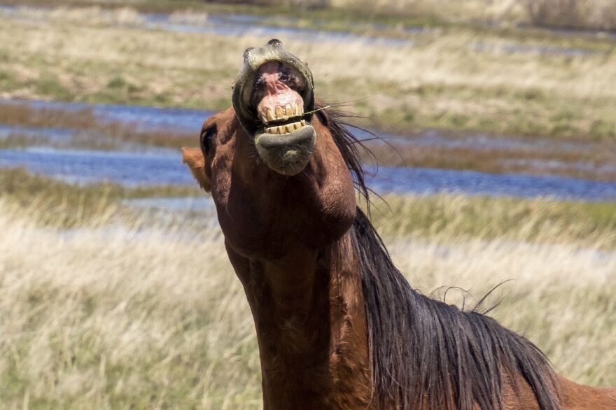 Horse Smile