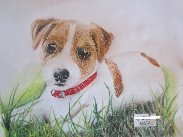 Jack Russel Puppy