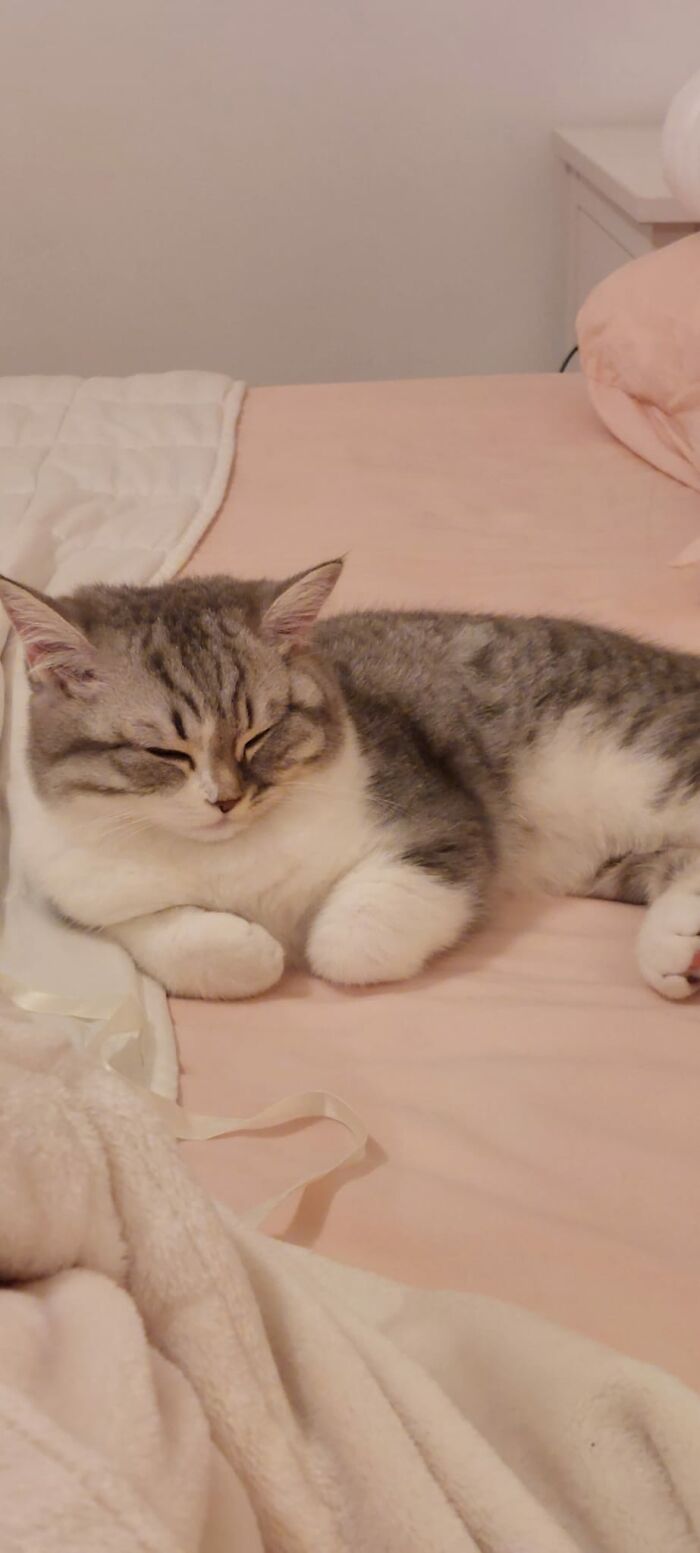 This Picture Of My Cat