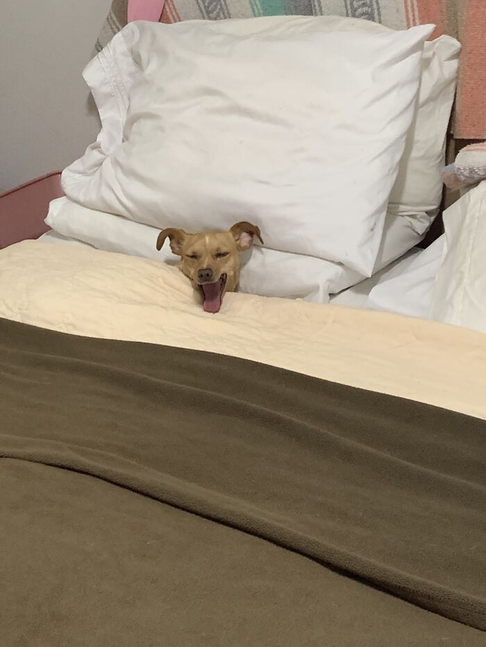 Meet Honey, The Service Dog Who's Wee But Mighty