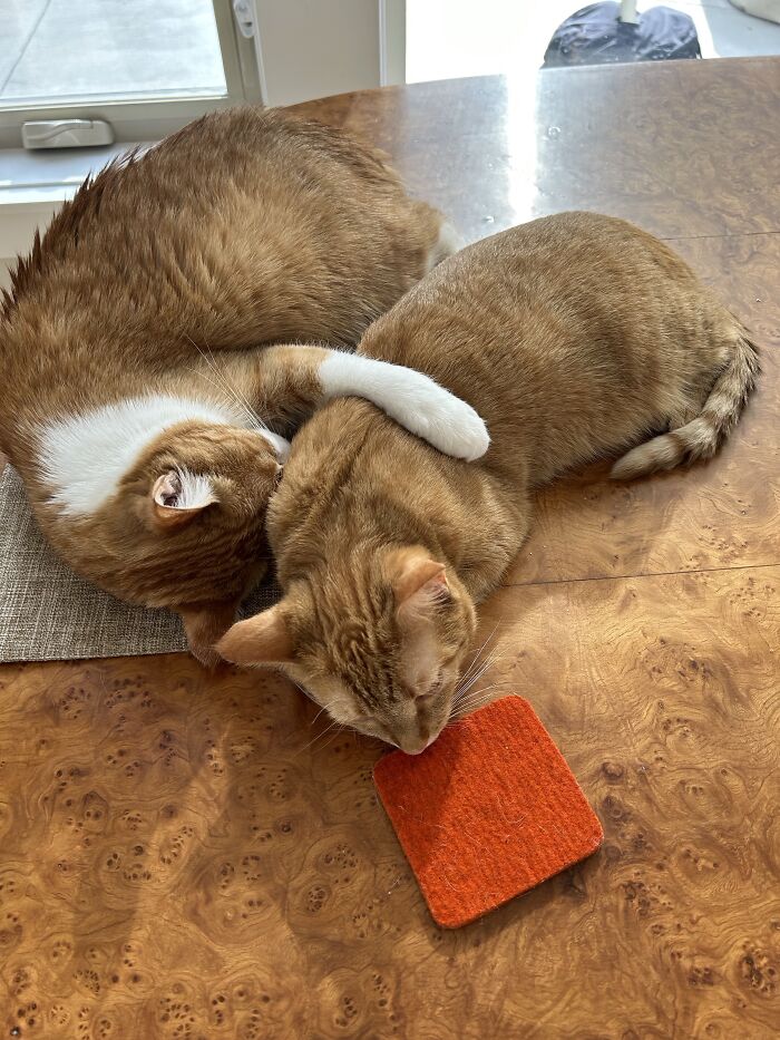 They Passed Out While Wrestling. He (8 Kilos) Lets Her Win