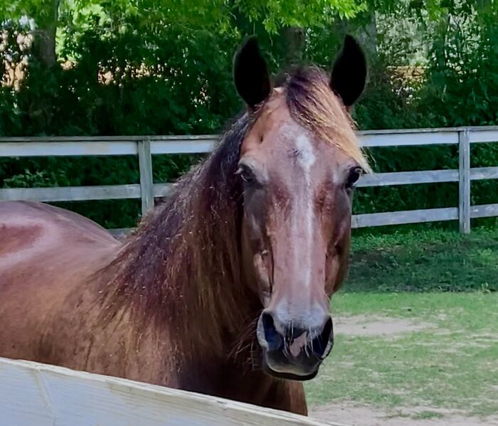 Titan. He Came Out Of An Abusive Home And I Started Working With Him Right After I Came Out Of An Abusive Situation. We Trauma Bonded, And For Years He Got Me Through Everything. I Got To See Him Go From Terrified To Trusting And Steady. I Wouldn’t Be Here Without Him. I Like To Think He Would Say The Same For Me