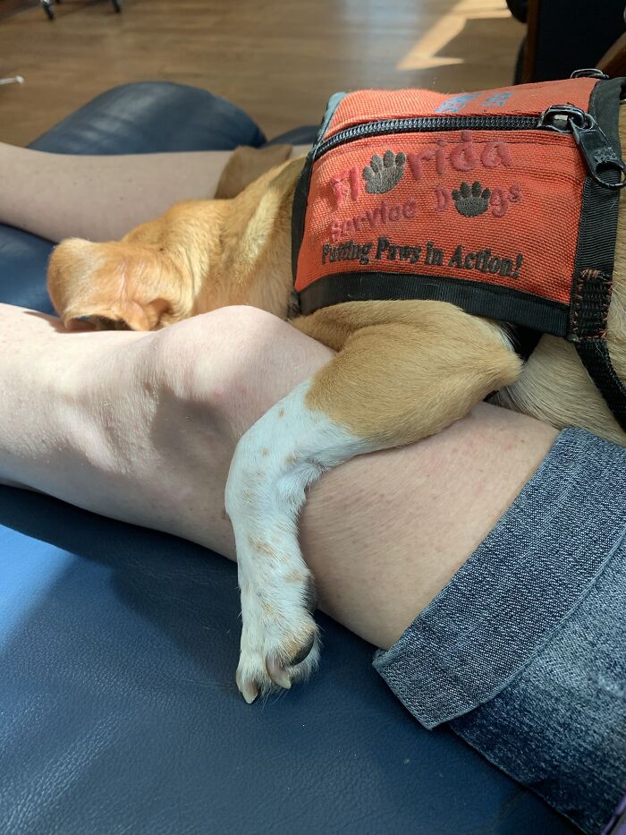 Meet Honey, The Service Dog Who's Wee But Mighty