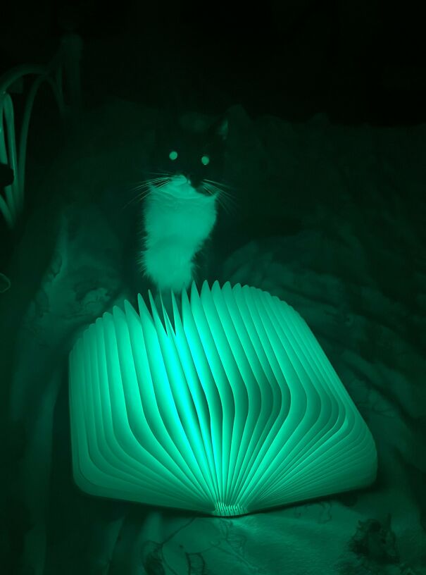 My Cat Sofie Summoning A Demon