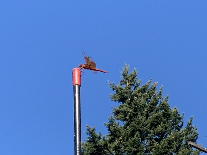 Dragonfly