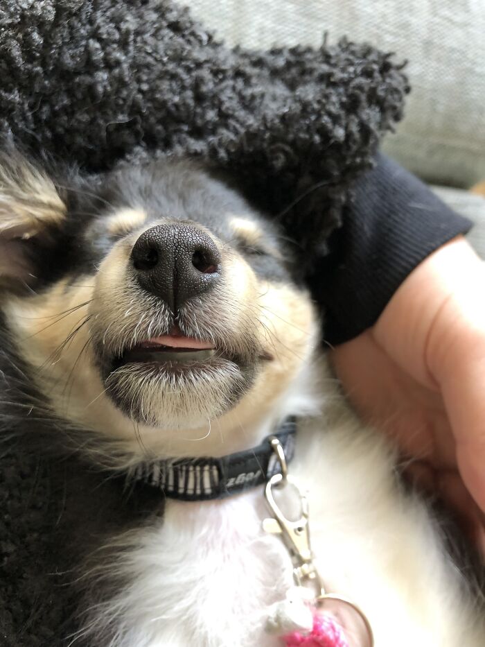 Can I Upload A Second One? This Is Aiko At 9 Weeks Old With The Cutest Little Blep And I Just Had To Share