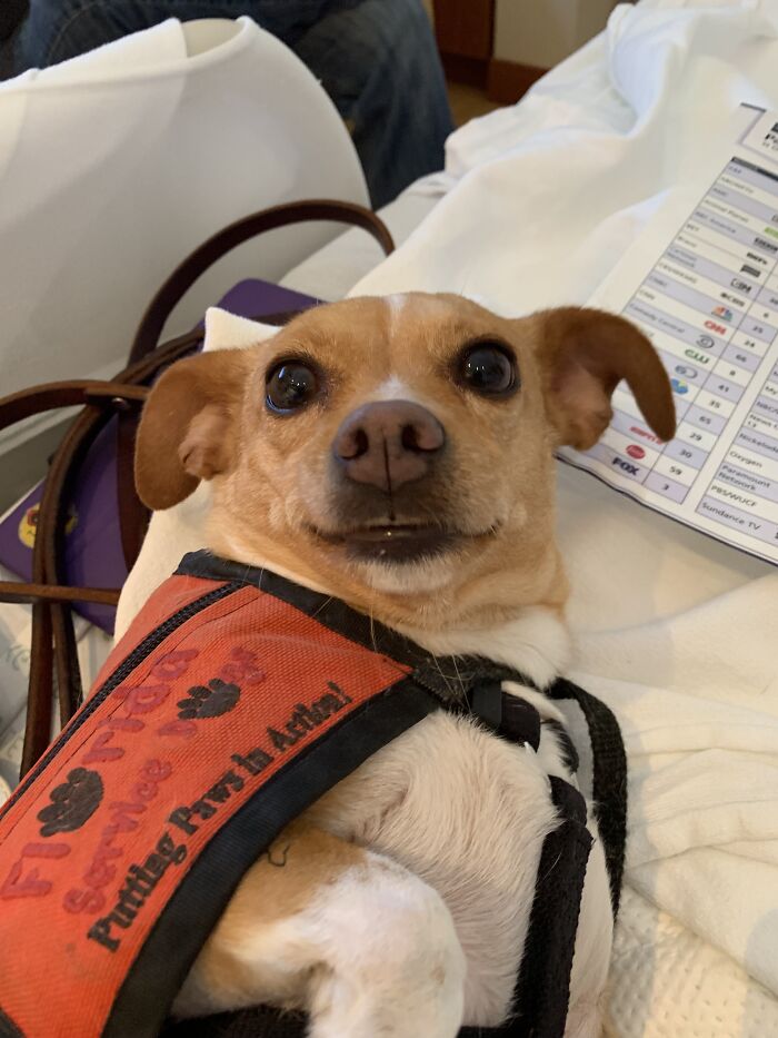 Meet Honey, The Service Dog Who's Wee But Mighty