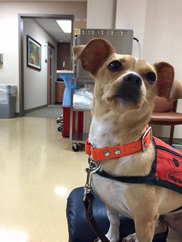 Meet Honey, The Service Dog Who's Wee But Mighty