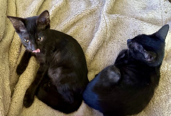 Lahaina On The Left And Maui On The Right. These Kittens Were Rescued From The Lahaina Fire