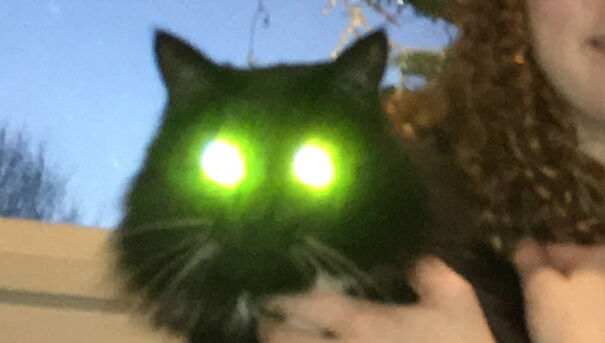 Usig The Flash When Photographing Your Pets - Would Not Recommend