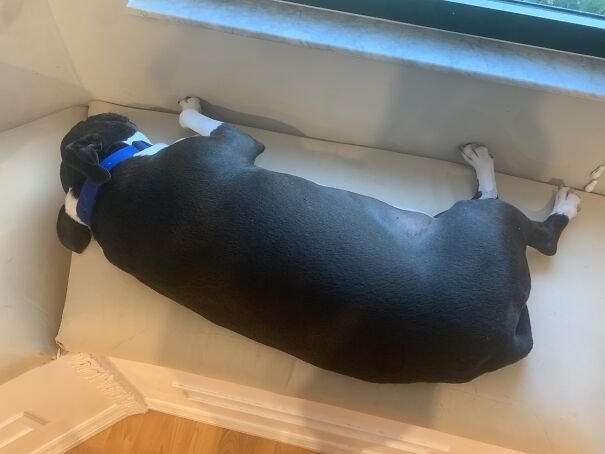 Upside Down 🙃 Goblin